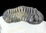 Morocops Trilobite - Multi-Colored Shell Preservation #57664-3